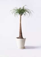 観葉植物 トックリラン ポニーテール 8号 サブリナ 白 付き | 観葉植物