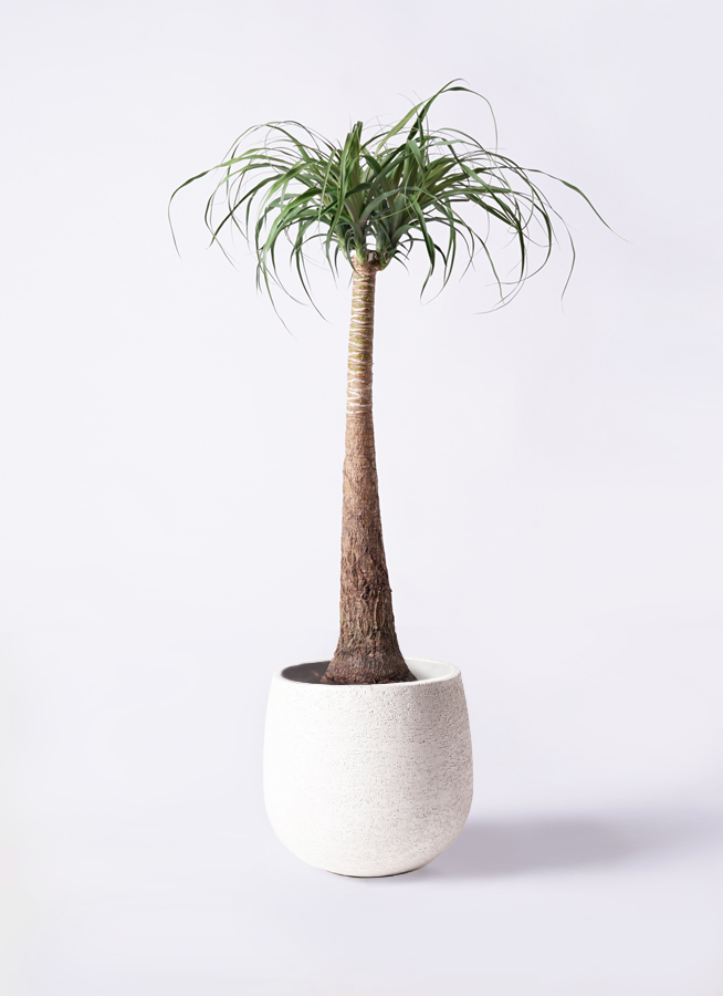 大型 観葉植物 トックリヤシ ポニーテール 観葉植物 トックリラン ポニーテール 8号 竹バスケット 付き | 観葉