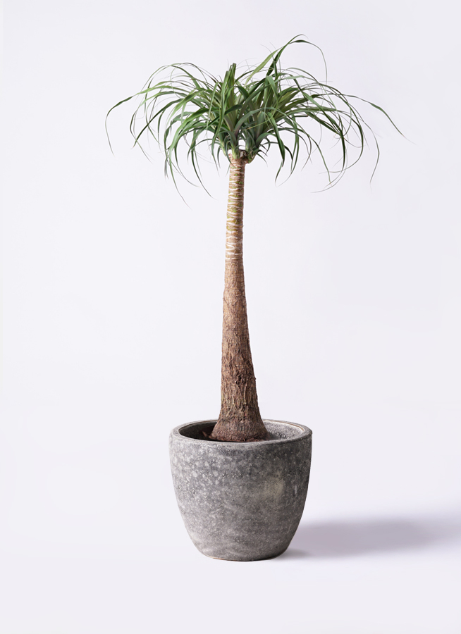 観葉植物 トックリラン ポニーテール 8号 竹バスケット 付き