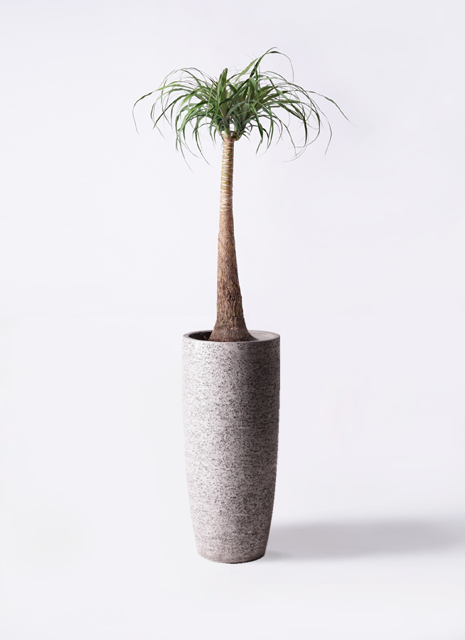 イランイラン鉢植え　花あり　29-1 hardwickhall_03.jpg
