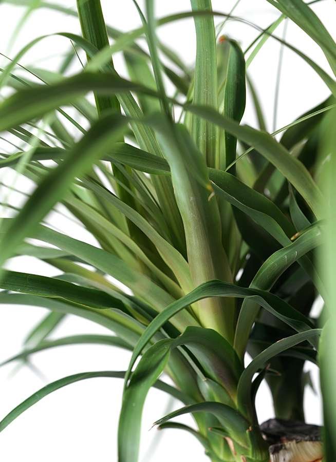 観葉植物 トックリラン ポニーテール 8号 エディラウンド グレイ 付き