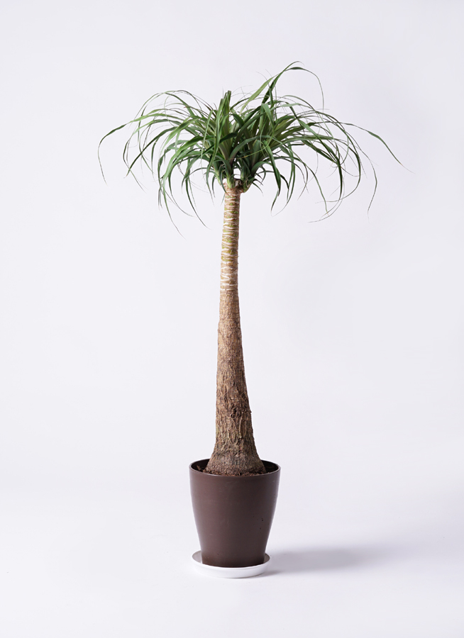 観葉植物　トックリラン　ポニーテール　マヤパーム　ノリナ　マヤツリー　８号鉢 観葉植物 トックリラン ポニーテール マヤパーム ノリナ