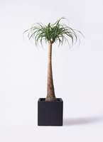 現物「トクリラン・ポニーテール」８号　Beaucarnea recurvata 1.jpg?1517108708