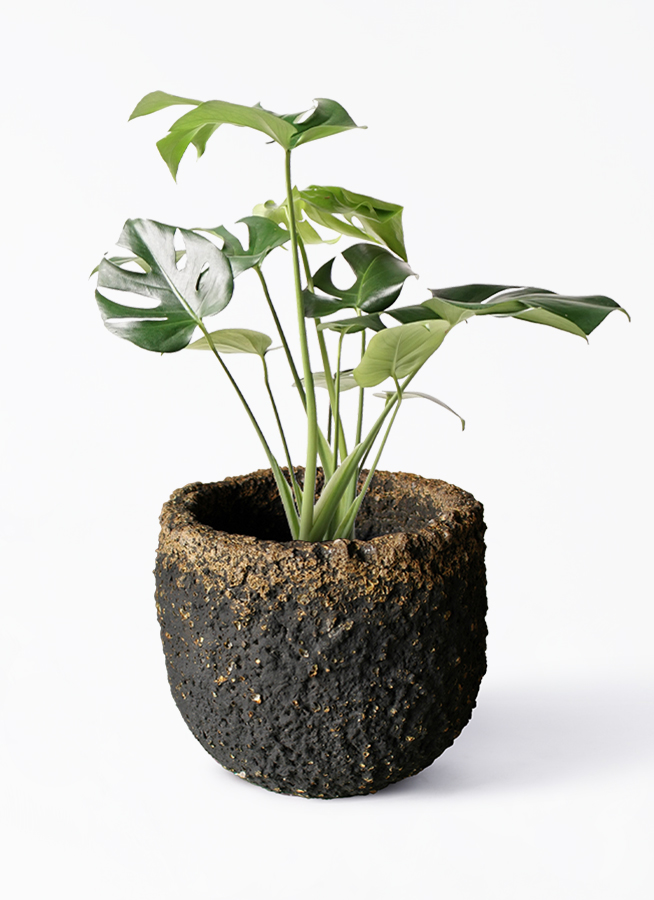 モンステラ 6号 | 観葉植物 | インテリアやギフトに - Hitohana（ひと 