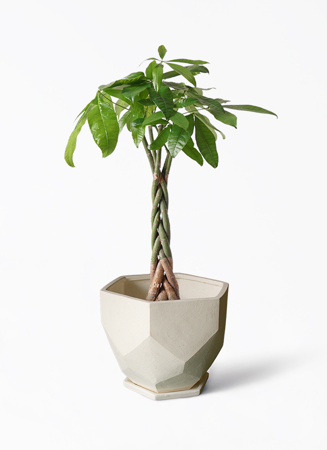 巨木感！パキラ6号！鉢ごと発送 塊根植物 観葉植物 観葉植物 パキラ 6号 ねじり Ceramic(セラミック) 付き | 観葉植物なら