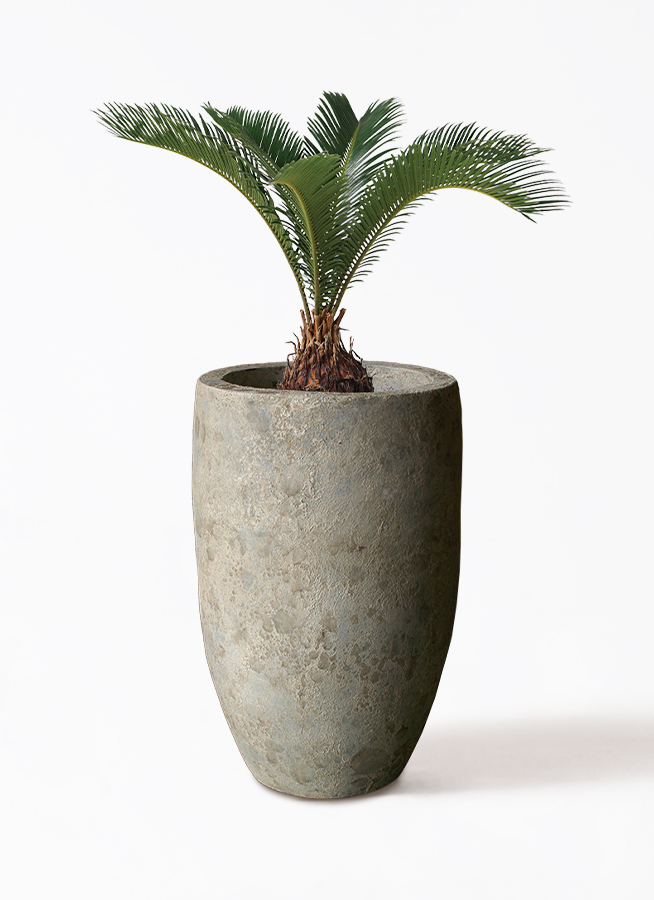 ソテツ 6号 | 観葉植物 | インテリアやギフトに - Hitohana（ひとはな）