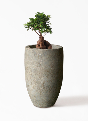 観葉植物 ガジュマル 6号 股仕立て Sheer Pot (シアーポット