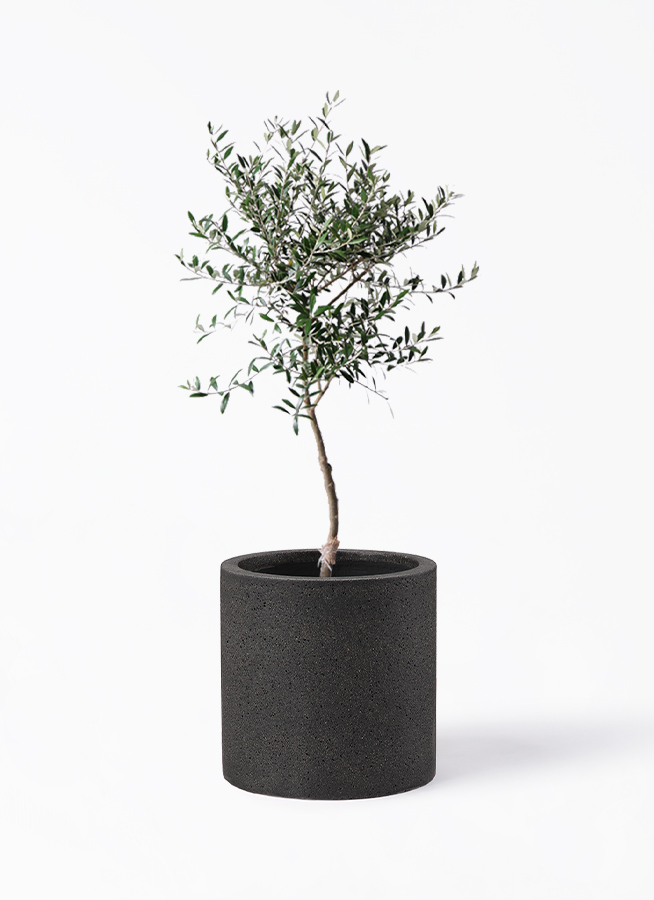 オリーブの木 7号 | 観葉植物 | 送料無料でお届け - Hitohana（ひとはな）