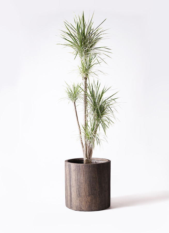 観葉植物 コンシンネ ホワイポリー 10号 ストレート プラスチック鉢