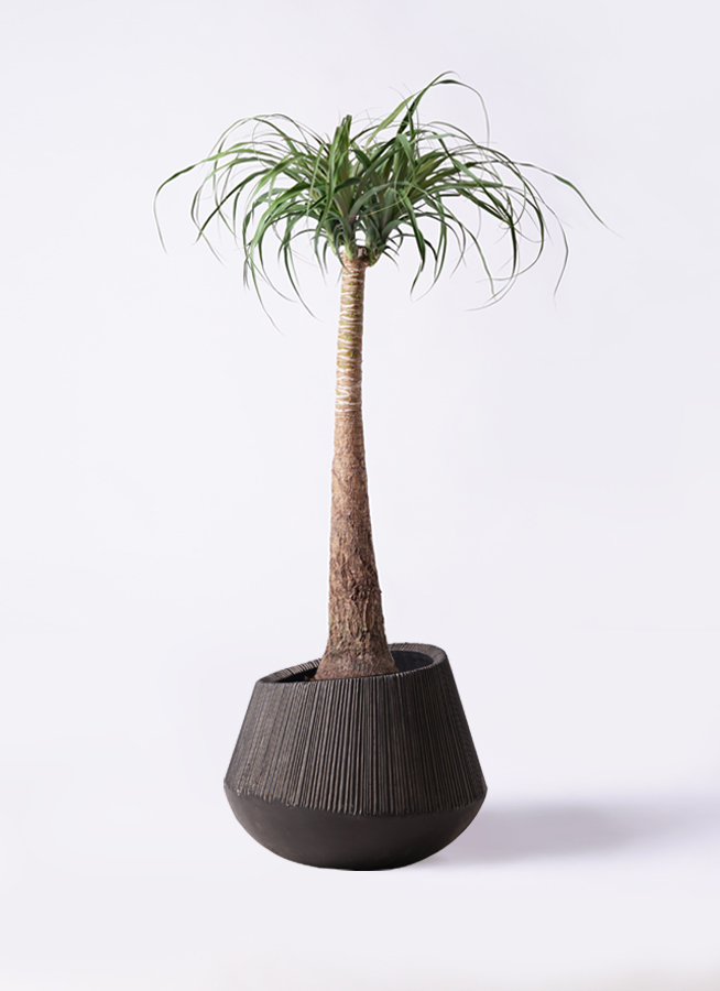 ボニーテール トックリラン　観葉植物 約1メートル ポニーテール＊トックリラン＊人気のインテリアグリーン＊観葉植物