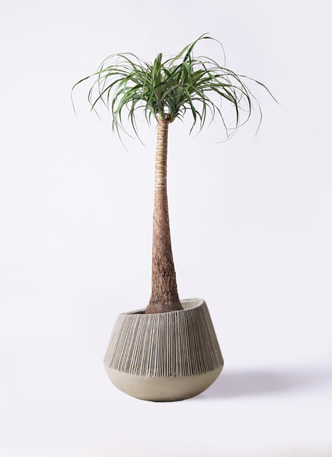 観葉植物 トックリラン ポニーテール 8号 エディラウンド グレイ 付き