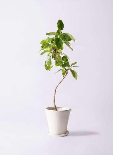 観葉植物 フィカス アルテシーマ 8号 曲り サブリナ 白 付き | 観葉