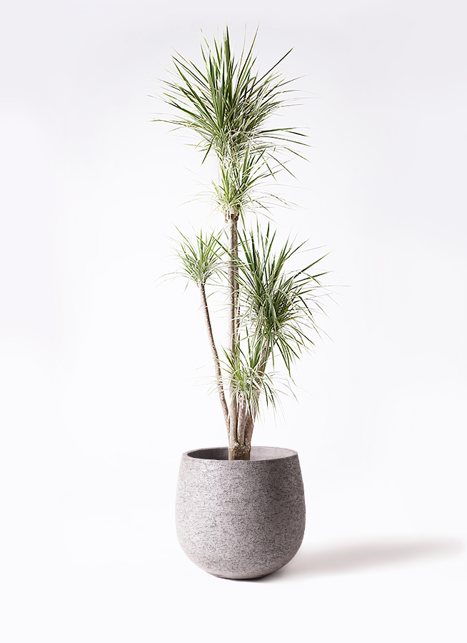 観葉植物 コンシンネ ホワイポリー 10号 ストレート プラスチック鉢