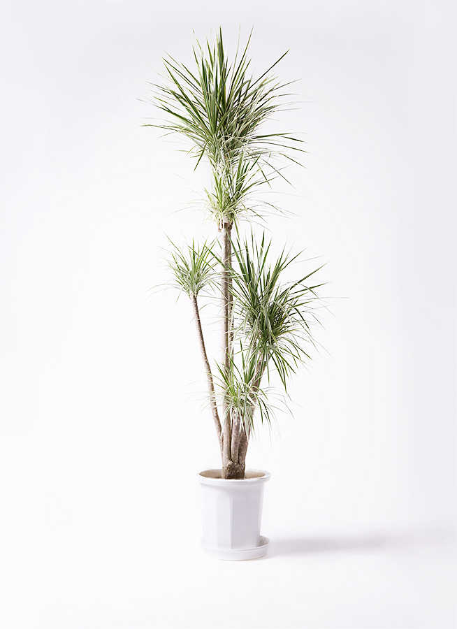 観葉植物 コンシンネ ホワイポリー 10号 ストレート プラスチック鉢