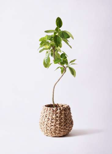 幹太！観葉植物 フィカス アルテシーマ アルテシマ 斑入り 朴仕立て ８号鉢 幹太！観葉植物 フィカス アルテシーマ アルテシマ 斑入り 朴