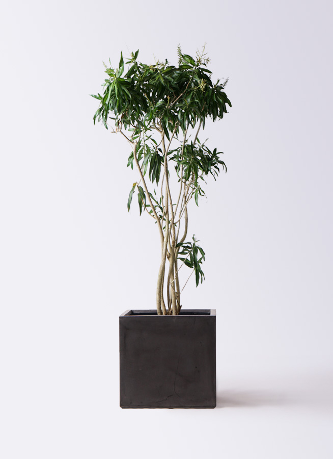 ドラセナ ソング オブ ジャマイカ 10号 | 観葉植物 | インテリアや