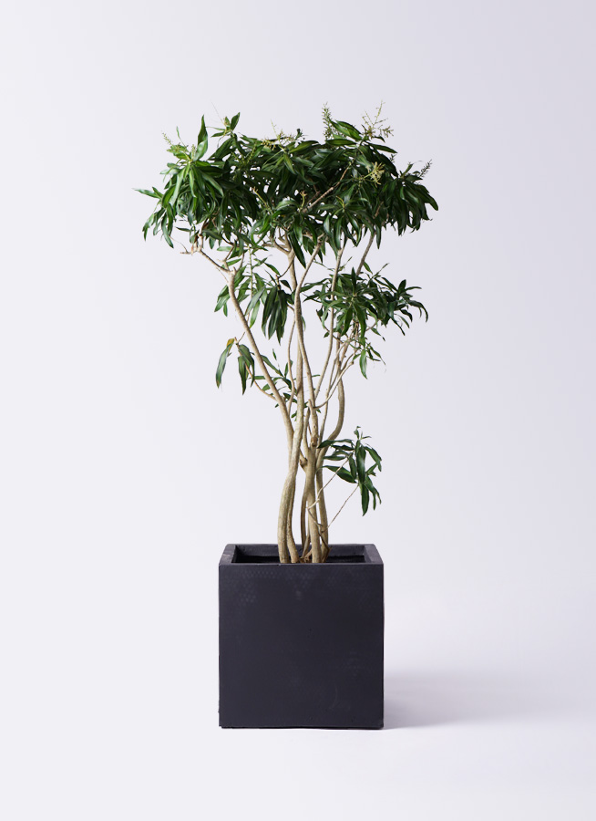 観葉植物 約180cm ドラセナ・ジャマイカ 楽天市場】観葉植物 ドラセナ ソングオブジャマイカ 180 : 花右衛門