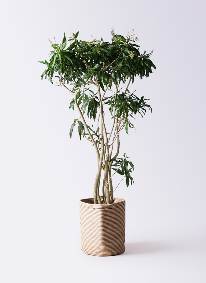 観葉植物 約180cm ドラセナ・ジャマイカ 楽天市場】観葉植物 ドラセナ ソングオブジャマイカ 180 : 花右衛門