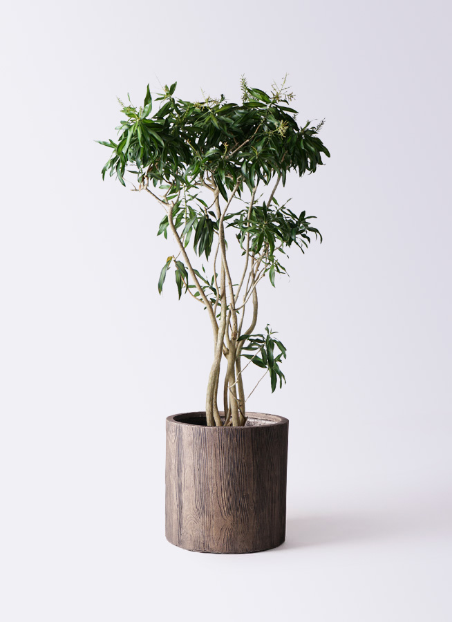 その他観葉植物 jasmine 観葉植物 シェフレラ コンパクタ 5号 プラスチック鉢 | 観葉植物