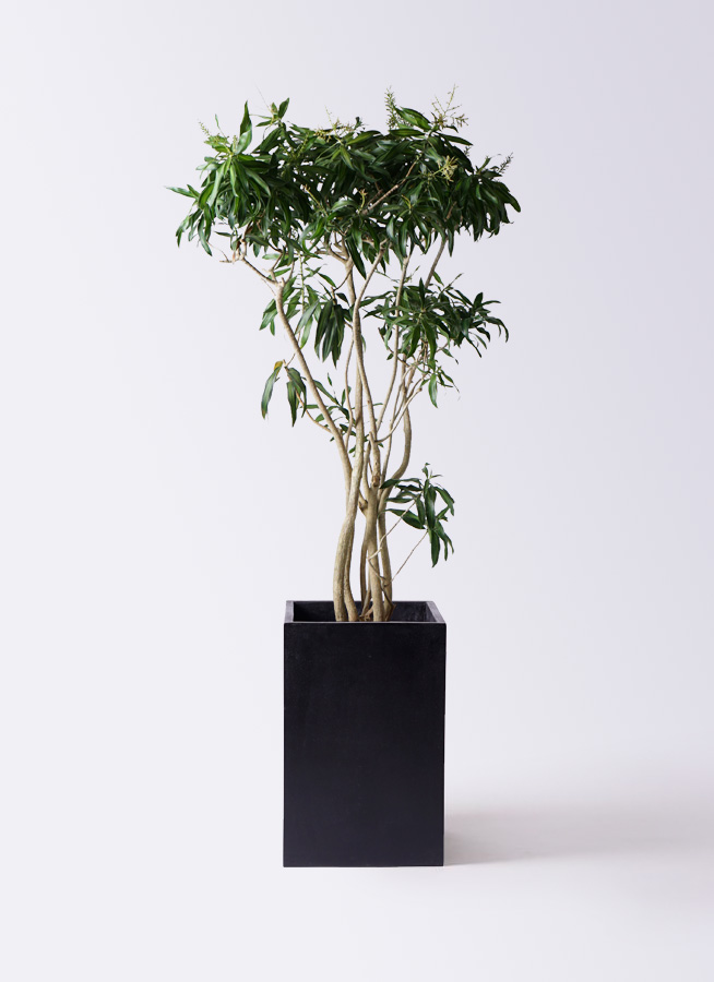 観葉植物 ドラセナ ソング オブ ジャマイカ 10号 ブリティッシュ