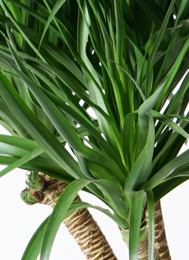 観葉植物 ドラセナ パラオ 10号 アートストーン ラウンド