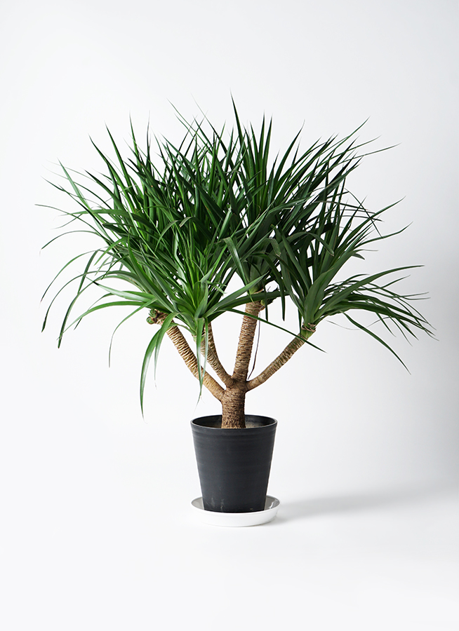 ドラ・セナオ　アマテラス2個 ドラ・セナオ様専用 アマテラス2個 魚用品・水草