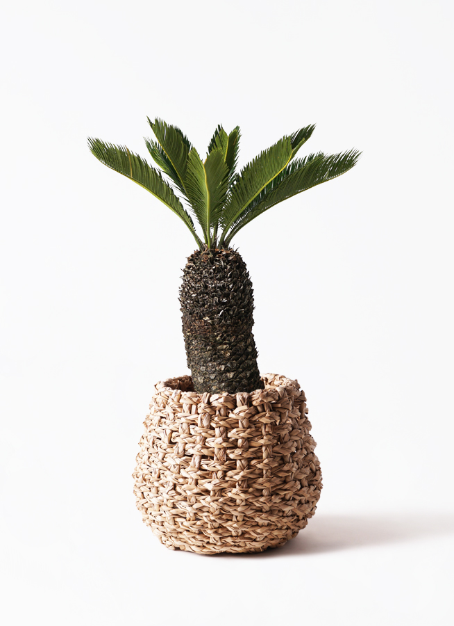 観葉植物 ソテツ 8号 エディラウンド 黒 付き | 観葉植物なら