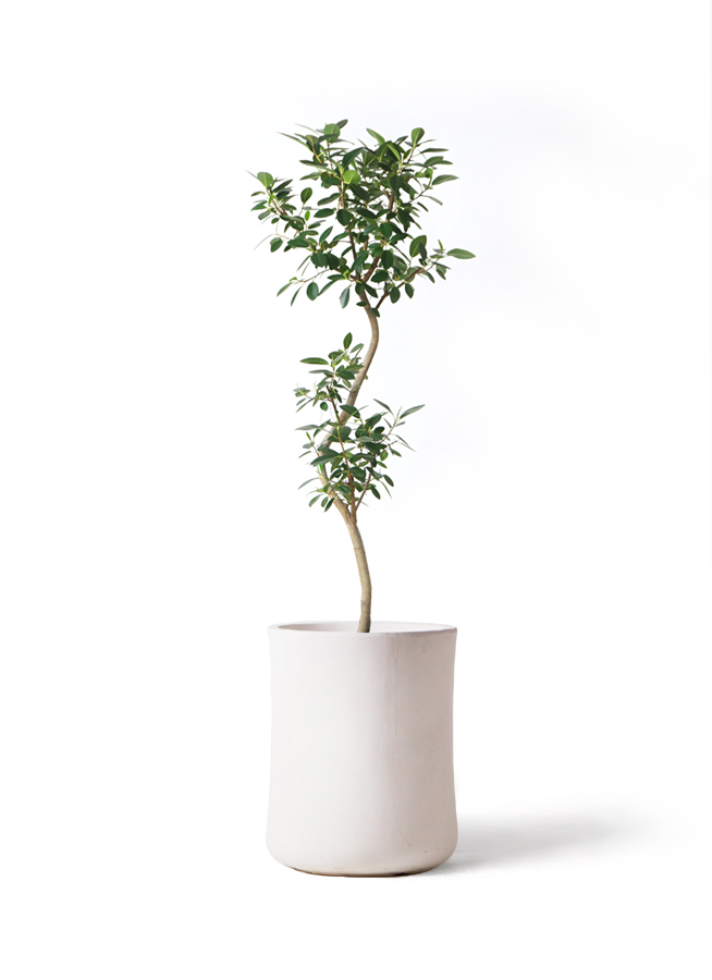観葉植物 フランスゴムの木 8号 曲り バスク ミドル ホワイト 付き