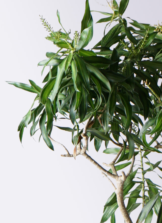 ドラセナ　ソングオブジャマイカ　苗　バラ売り 観葉植物 ドラセナ ソング オブ ジャマイカ 10号 プラスチック鉢