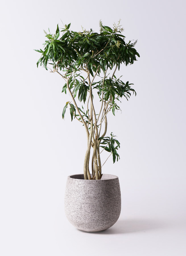 その他観葉植物 RMN 観葉植物 ドラセナ ソング オブ ジャマイカ 10号 エコストーン