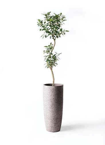 観葉植物 フランスゴムの木 8号 曲り ラスターポット 付き 観葉植物ならhitohana ひとはな 観葉植物 フランスゴムの木 8号 曲り ラスターポット 付き 観葉植物ならhitohana ひとはな