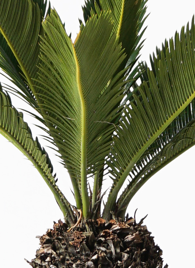 観葉植物 ソテツ 8号 フォレストトール ブラック 付き | 観葉