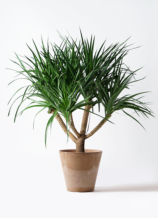 観葉植物 ドラセナ パラオ 10号 アートストーン ラウンド ベージュ 