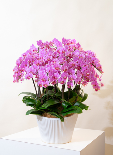 ミディ胡蝶蘭 ピンク 蘭千世界 15本立ち | 胡蝶蘭ならHitoHana(ひとはな)