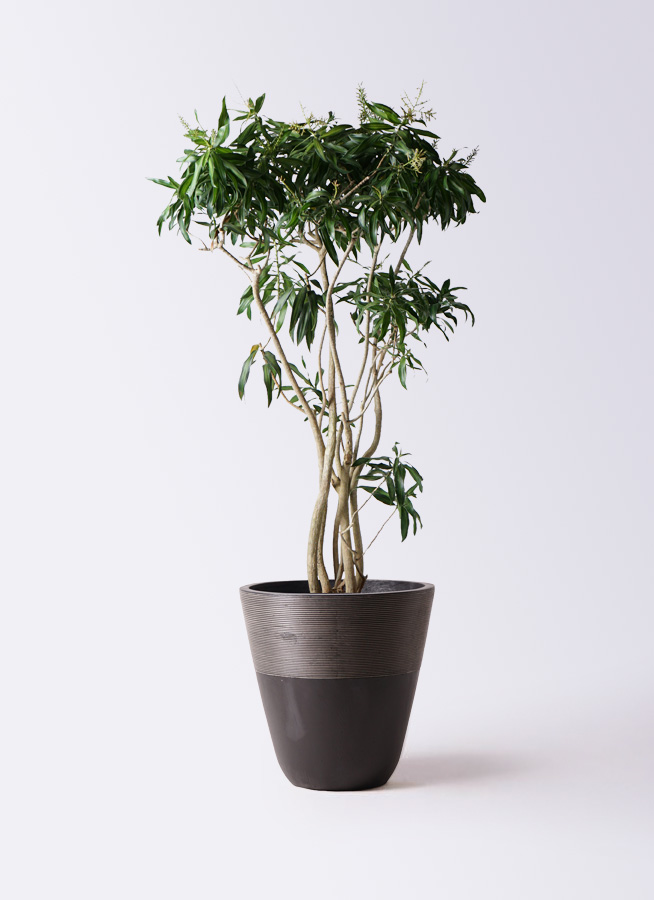 観葉植物 ドラセナ ソング オブ ジャマイカ 10号 ジュピター 黒