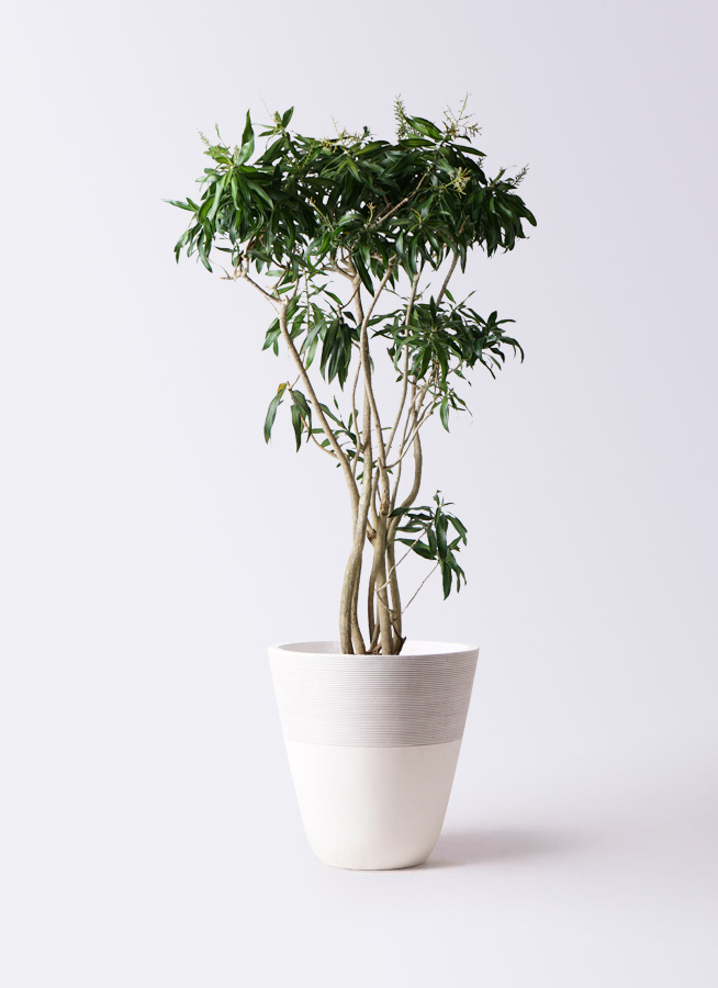 観葉植物 ドラセナ ソング オブ ジャマイカ 10号 ジュピター 白 付き