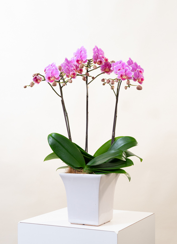 ミニ胡蝶蘭 ピンク テーブル胡蝶蘭 3本立ち | 胡蝶蘭ならHitoHana(ひと
