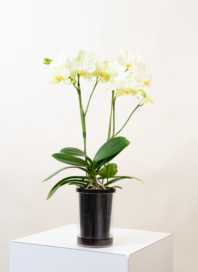 ミディ胡蝶蘭 黄色 2本立ち タンブラーポット | 胡蝶蘭なら