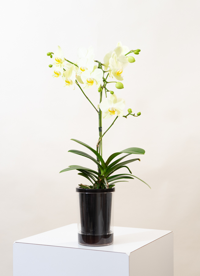 ミディ胡蝶蘭 椎名洋ラン 6種6鉢 2~3本立花付き