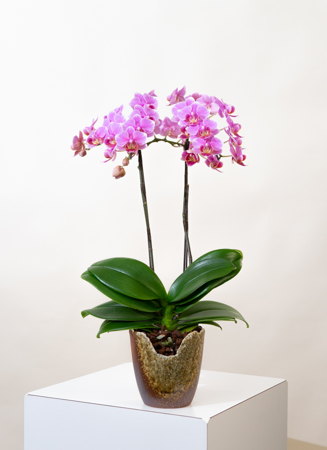 コスト 用途で選ぶ 法人用ギフト 胡蝶蘭 お祝い 花 ミディ胡蝶蘭 和風仕立て お祝い お供え 贈答用 森水木のラン屋さん によって