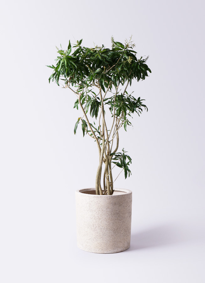 ドラセナ ソング オブ ジャマイカ 10号 | 観葉植物 | インテリアや
