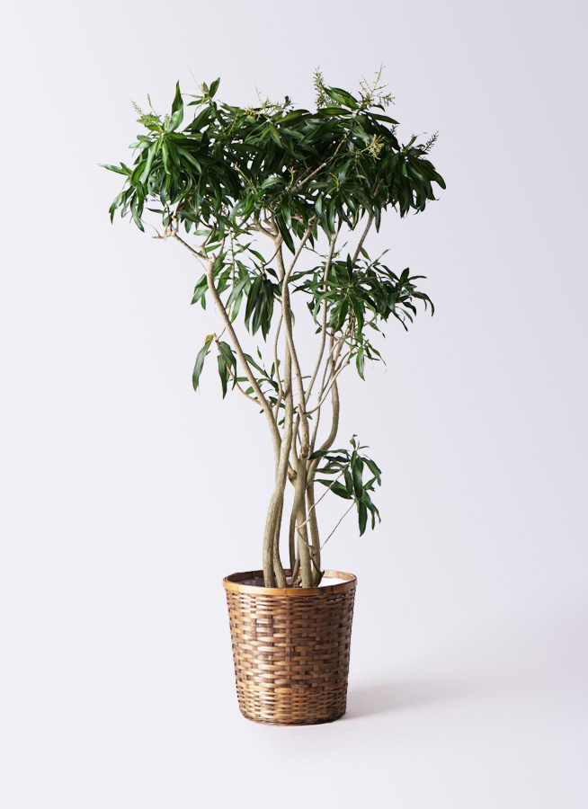 観葉植物 ドラセナ ソング オブ ジャマイカ 10号 竹バスケット 付き