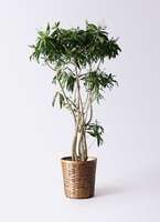 観葉植物 約180cm ドラセナ・ジャマイカ 観葉植物 ドラセナ ソング オブ ジャマイカ 10号 プラスチック鉢