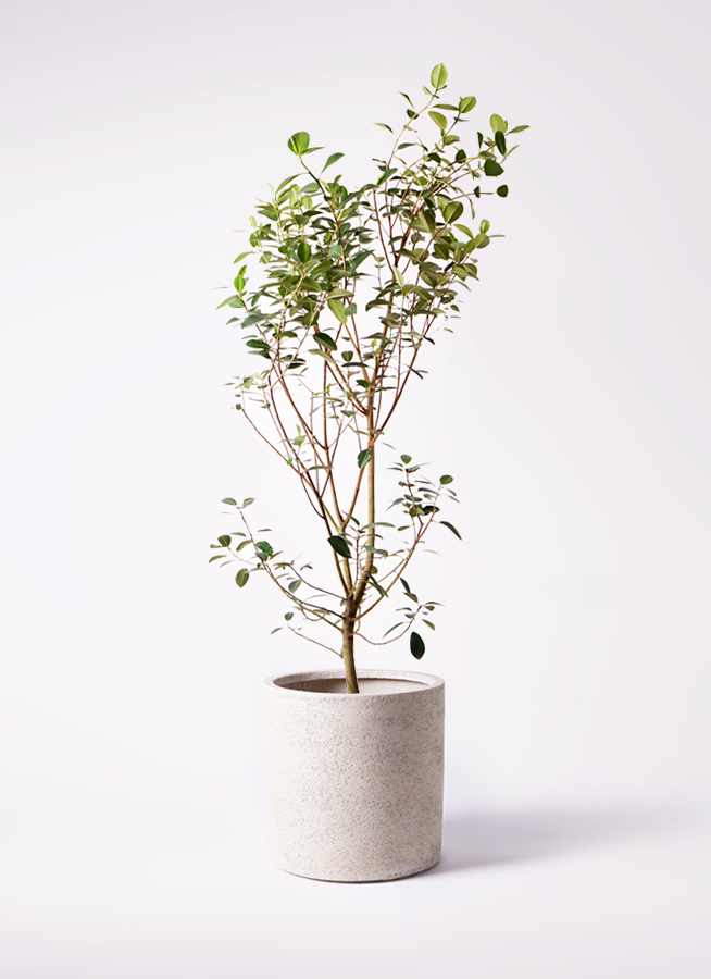 観葉植物 フランスゴムの木 10号 ノーマル プラスチック鉢
