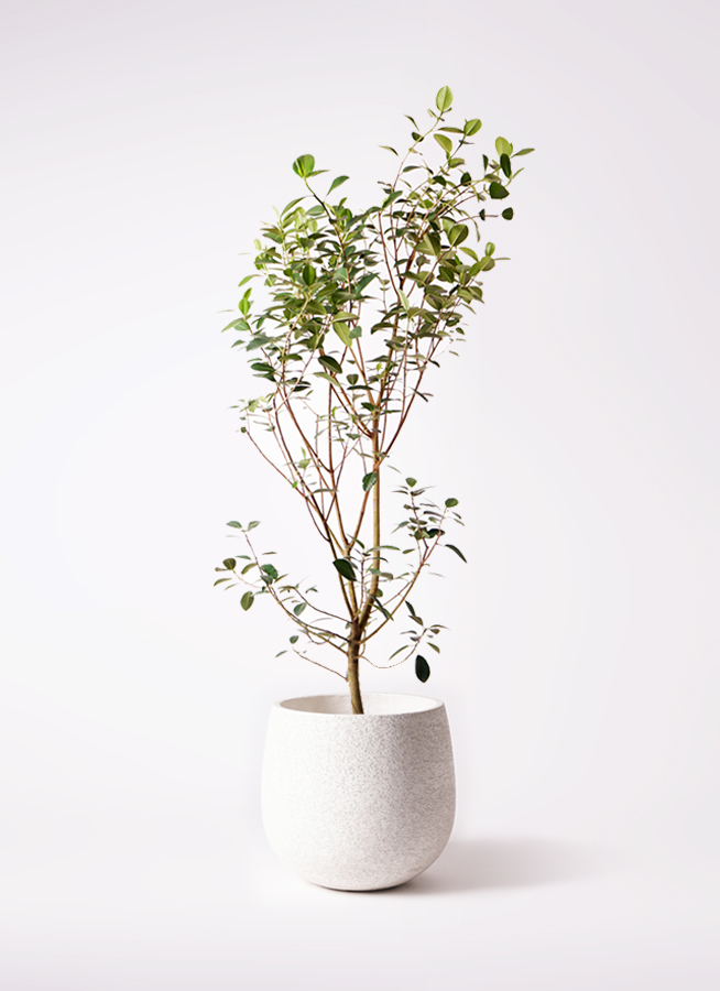 観葉植物 フランスゴムの木 10号 ノーマル ウッドプランター