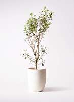 観葉植物 フランスゴムの木 10号 ノーマル ビアスアルトエッグ 観葉植物 フランスゴムの木 10号 ノーマル ビアスアルトエッグ