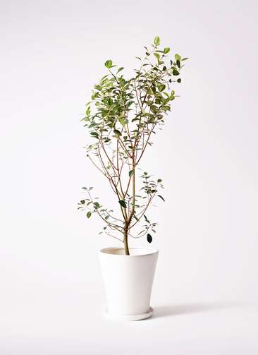 観葉植物 フランスゴムの木 10号