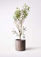 フランスゴム　リビングサイズ　no56 高さ130ｃｍ フランスゴムの木 まがり L | 観葉植物の通販 AND PLANTS