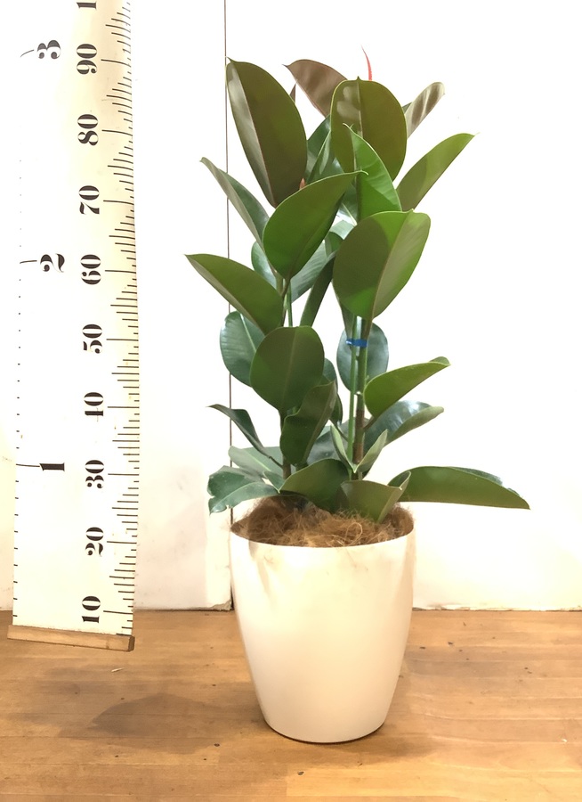 観葉植物 100cm フィカス ロブスター 8号 2本立ち 377 観葉植物ならhitohana ひとはな