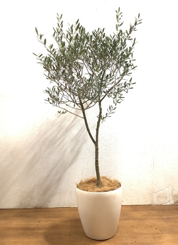 人気商品 オリーブ ネバディロブランコ セメント鉢付き ユーカリグニー 陶器鉢付き 植物 観葉植物 Stfparishschool Org